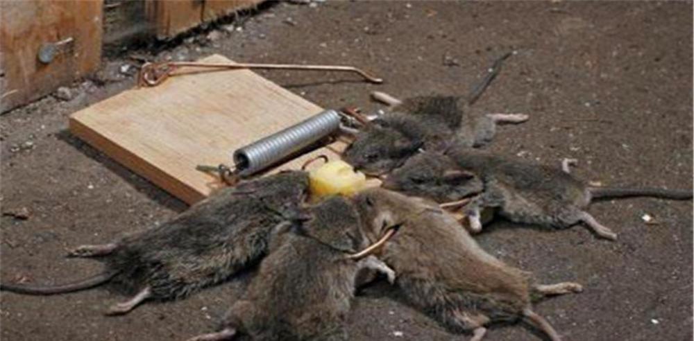 鼠王邱满囤一年灭鼠200万只被专家狠批后不公开秘方