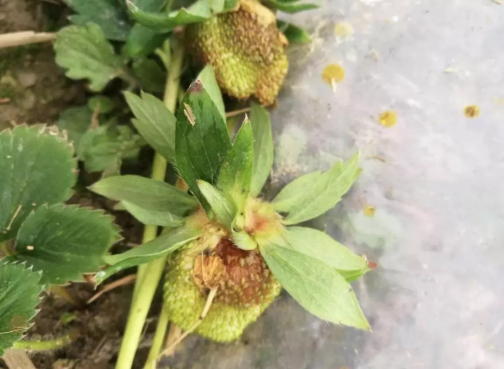 草莓果实变黑是什么情况?4个因素经常见,种植户需注意