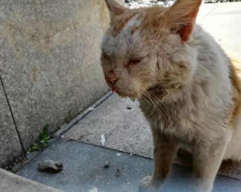 葆喻 猫咪流口水 事情可能不简单 腾讯新闻