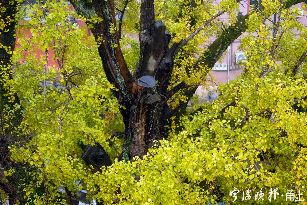 宁波这棵800年树龄的宰相银杏又到一年最美时