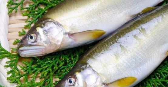 最后终于找到了鸭绿江香鱼创业笔记