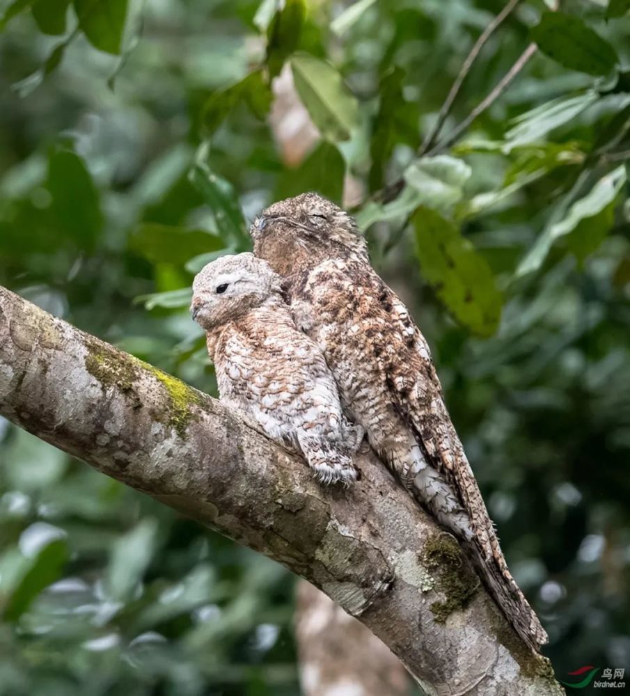 林鸱:我只是个平平无奇的伪装小天才_腾讯新闻