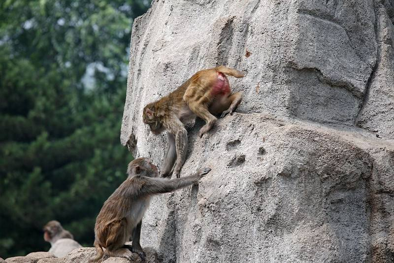 还记得泸州忠山公园的动物园吗当年猴山那些猴子会特殊手势