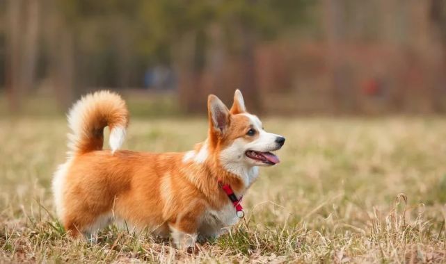 除了柯基之外 这些都是短腿狗狗 法国斗牛犬 牧牛犬 卡迪根威尔士柯基 柯基犬 小短腿 巴吉度猎犬 威尔士柯基 巴哥 腊肠犬 狗狗