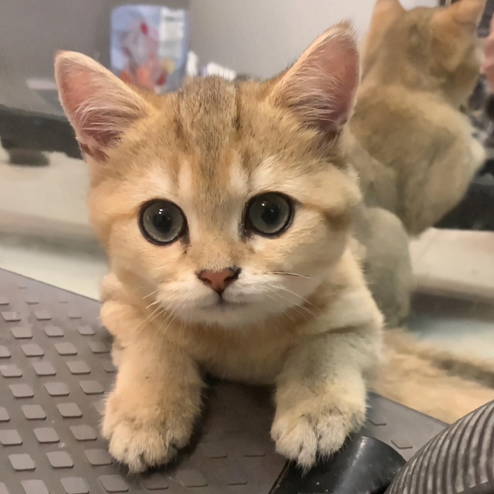 救了一只很丑的小橘猫,养了一个月,才发现它是金渐层!_腾讯新闻