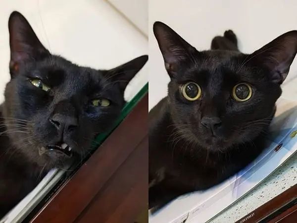 透过画面可以看见,这只呆萌黑猫宛如有"镜头成瘾症"的网美般,看见奴才