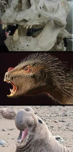 类似的还有象海豹其实古时候的希腊人,也以为大象头骨中间的空腔是眼