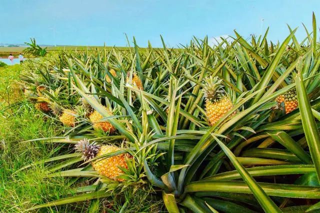 30吨湛江徐闻菠萝出口俄罗斯,强势拓展国际市场!