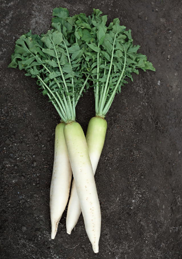 象牙萝卜该怎么做才好吃,秘制酱萝卜老少咸宜,下饭下酒成本便宜