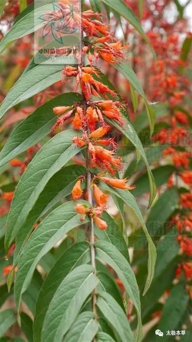 別名吳福花,紅蜂蜜花,野紅花,破血藥,洞荒,銅皮樹分佈於廣東,廣西及