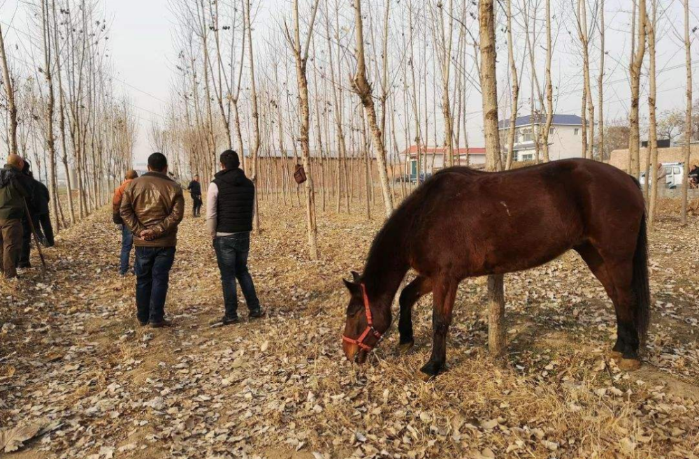 乡村纪实:卖马_腾讯新闻