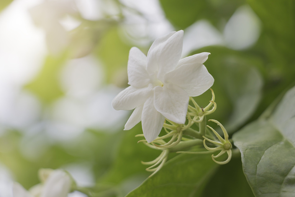 这些"香香花",开花香味各不同,养护还简单,快来看看是哪种?