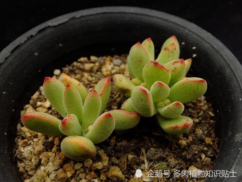 青锁龙养护小贴士 冷门的多肉 有冷门的玩法 腾讯新闻