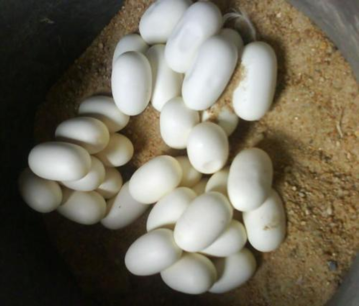 产子的蛇比产卵的蛇更加高级吗真相其实是这样的