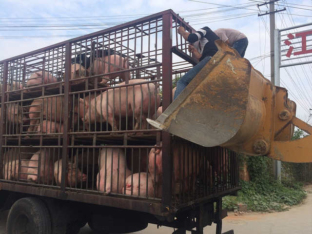 养殖户迎来利好,扛价情绪不断增强,不少规模化猪企提价出栏,屠企收