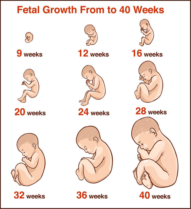 1～40周胎儿体重图片