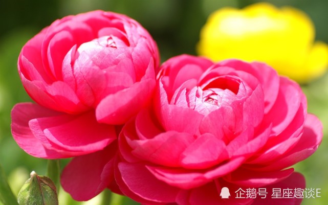 11月26日星座运势 白羊控制情绪 狮子思虑周全 水瓶量力而为 腾讯网