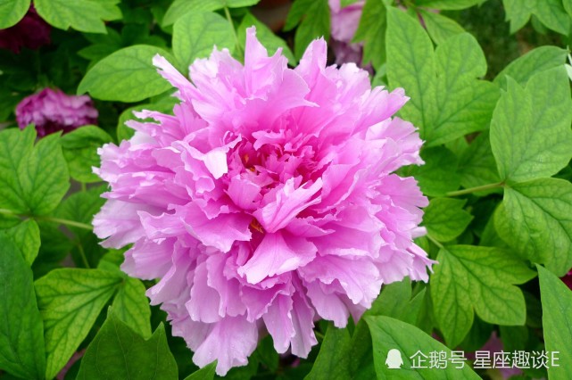 11月26日星座运势 白羊控制情绪 狮子思虑周全 水瓶量力而为 腾讯网