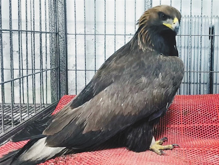 金雕误食中毒老鼠生命垂危专家夜行500公里抢救 腾讯新闻