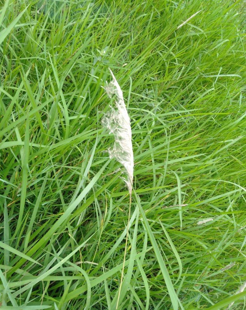 原创诗歌;小草_腾讯新闻