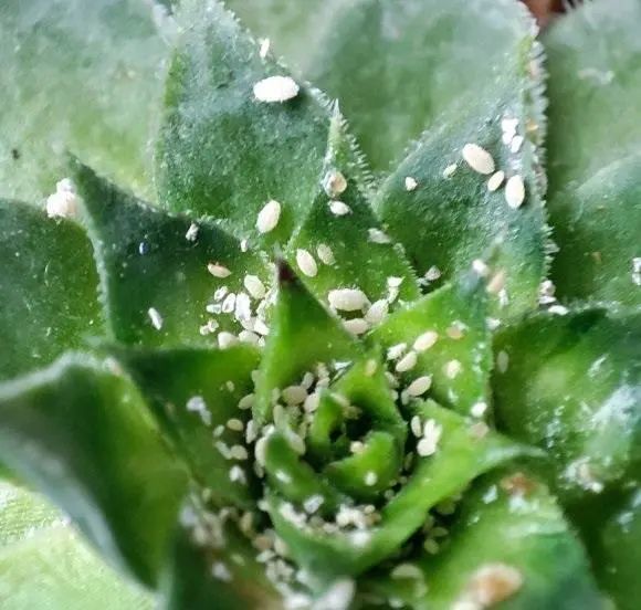 多肉有了蚧壳虫小白药安排上洒在花土里不用担心虫害