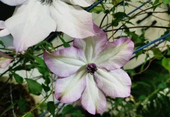 冬天的花最便宜 喜欢铁线莲 赶紧买两棵 天气转暖就开花 花盆 切花 铁线莲 花卉 盆栽