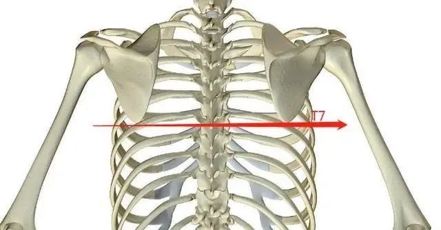 触诊|脊椎的精确定位及触诊技巧