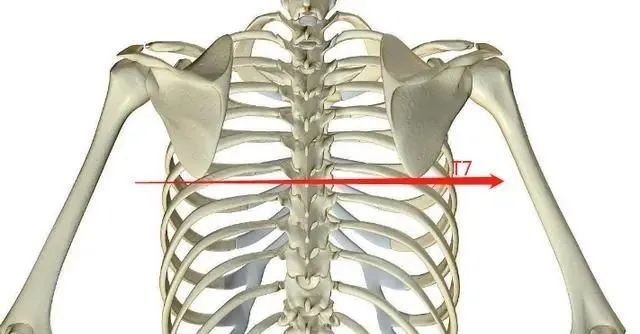第七胸椎怎么定位图片图片