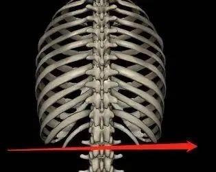 触诊第三腰椎需要先定位出l4,向上数一个椎体便是l3l4:第四腰椎的棘突