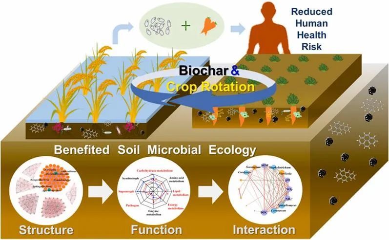 炭和根助力土壤微生物集團軍打好汙染阻擊戰