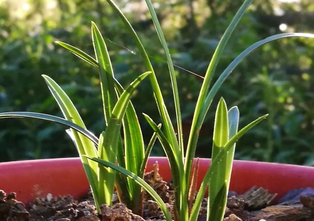 很多兰友自己发酵新鲜松针,别瞎忙了_腾讯新闻