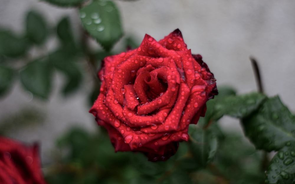 心理学测试4朵玫瑰哪一朵最冷艳测测你身边谁最有可能暗恋你