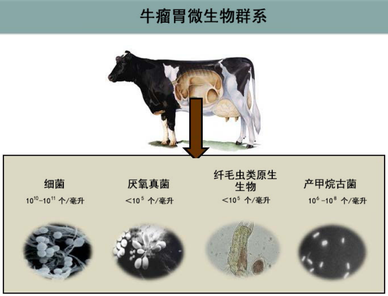 牛瘤胃中共生辅助消化植物残渣的微生物群,图片来源:参考文献3,汉化