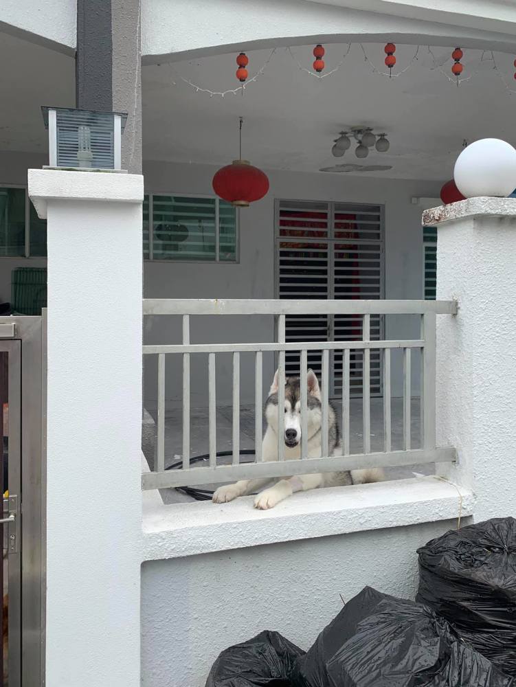 狗铲屎官,日前准备去上班时,发现隔壁邻居的哈士奇,早上坐在阳台对着