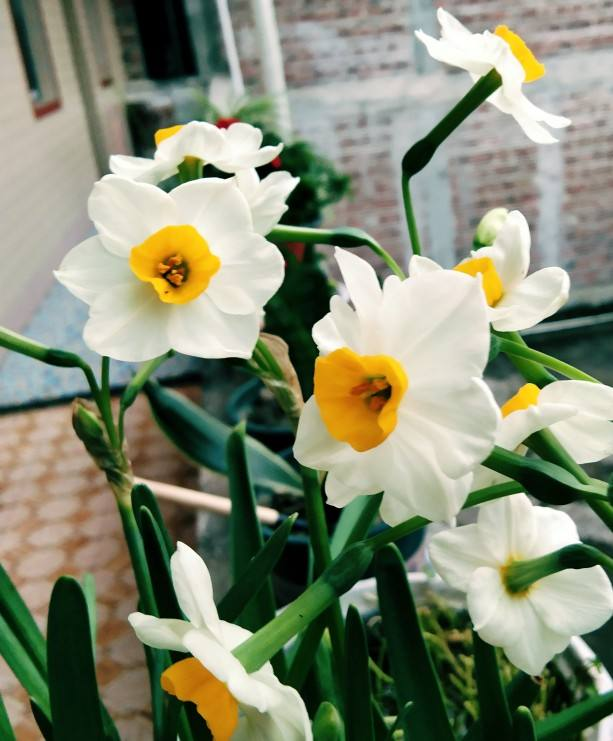 水仙花正当时 现在养一盆 过年就开花 腾讯网