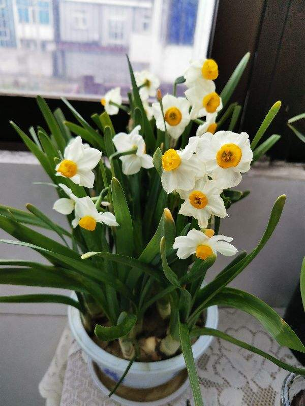 水仙花正当时 现在养一盆 过年就开花 腾讯新闻