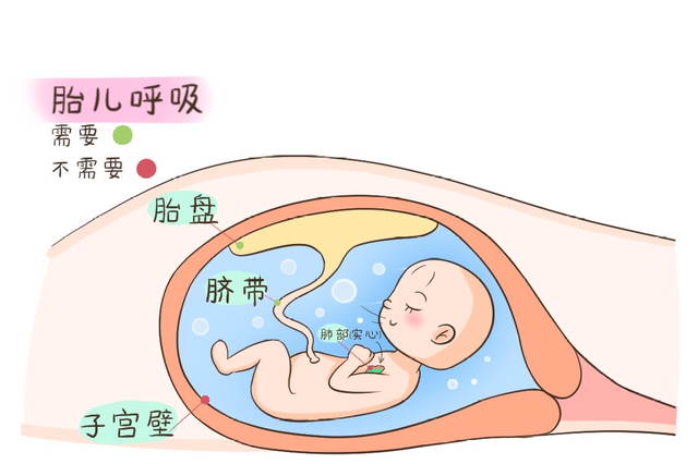胎儿期宝宝的肺部是实心的,其所需要的氧气全部是通过胎盘,脐带实现的