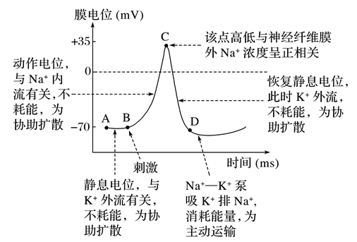 高中生物神經衝動的產生和傳導微課精講知識點課件教案習題