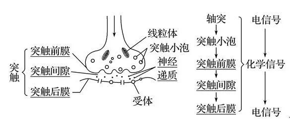 高中生物神經衝動的產生和傳導微課精講知識點課件教案習題