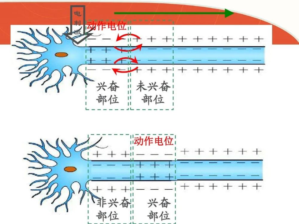 高中生物神經衝動的產生和傳導微課精講知識點課件教案習題