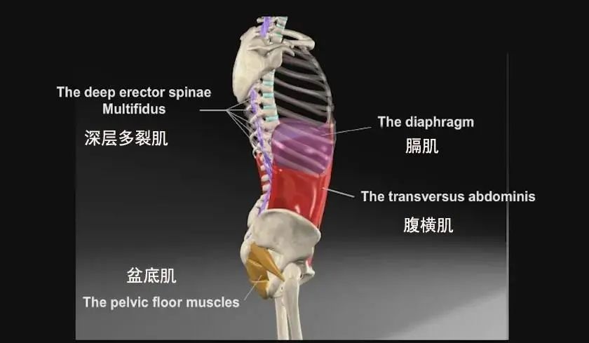 其实,小腹对应的是我们人体深层的腹横肌,它是最深层的核心肌肉,也被