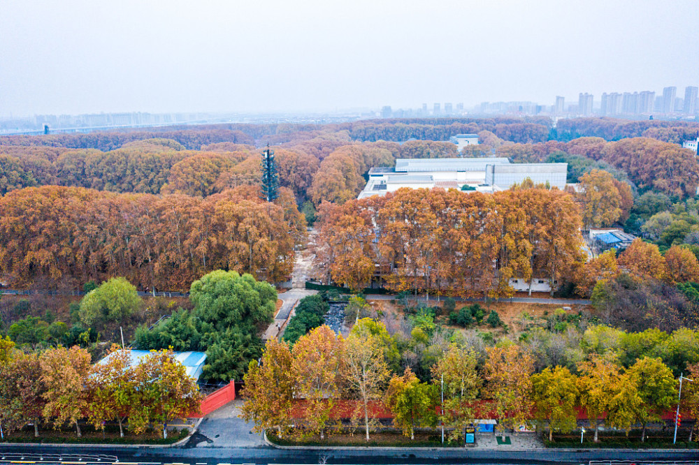 郑州黄河迎宾馆法桐金黄整齐排列似迷宫阵