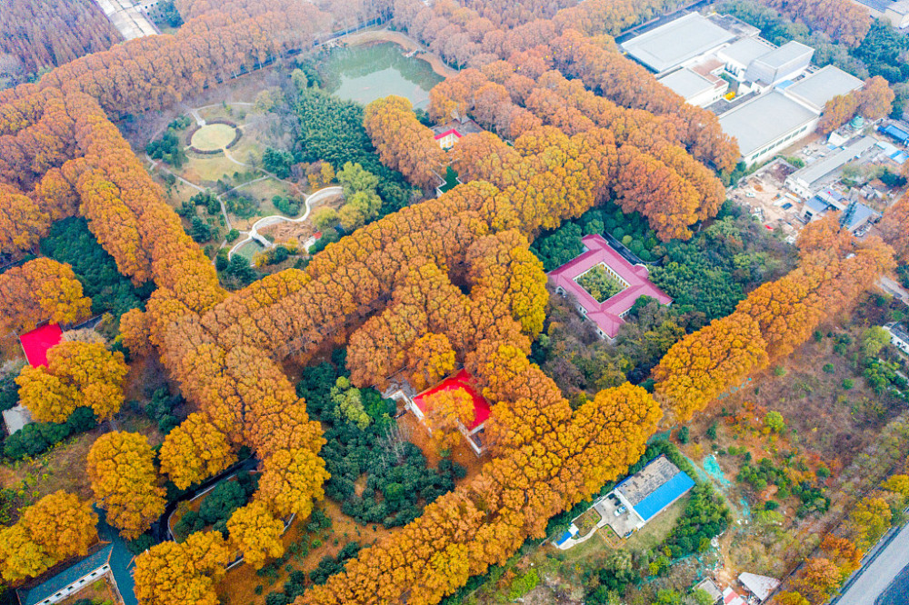 郑州黄河迎宾馆法桐金黄整齐排列似迷宫阵