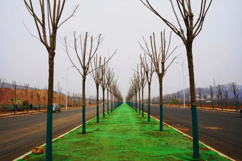 道路两侧绿带以水杉,栾树等乔木为主,搭配樱花,海棠等花灌木,营造季相