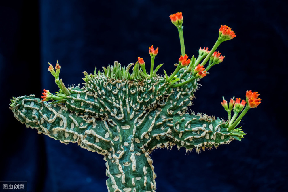 金麒麟花(金麒麟花卉的养殖方法)