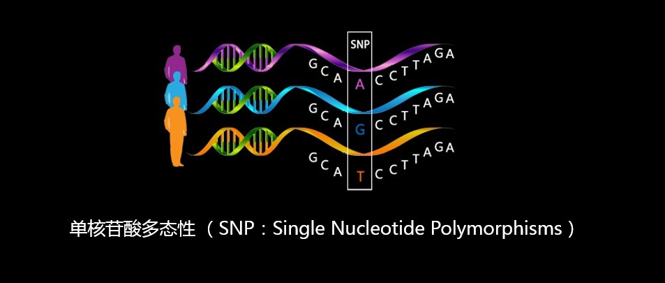 变异信息,单核苷酸多态性 (snp:single nucleotide polymorphisms)