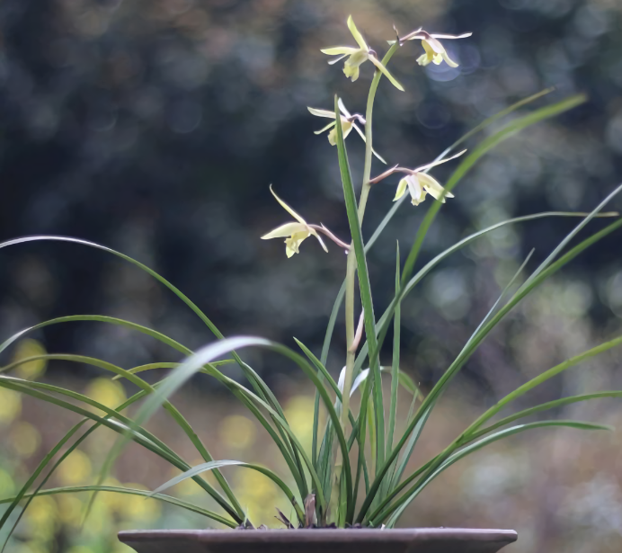 冬天养兰花3件傻事不要做危害大难开花一冬白费劲