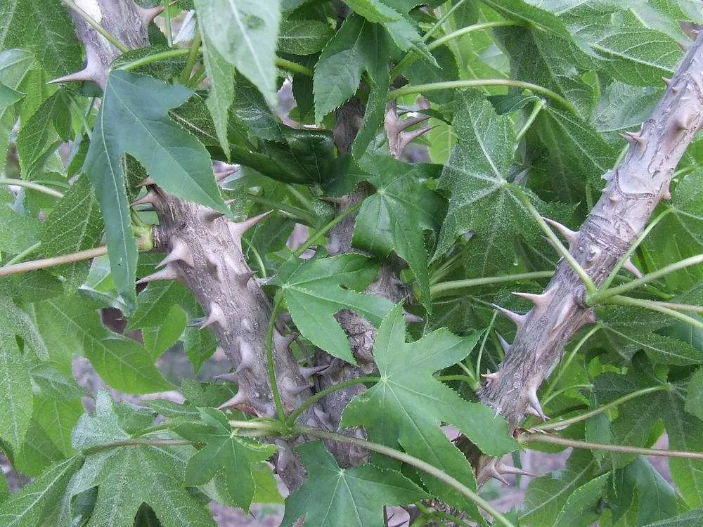 农村一怪树,浑身都是刺,农民砍来当柴烧,却不知叶子是极品野菜_腾讯新