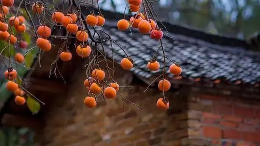 一个柿子十副药 有道理吗 老农说出真相 腾讯网