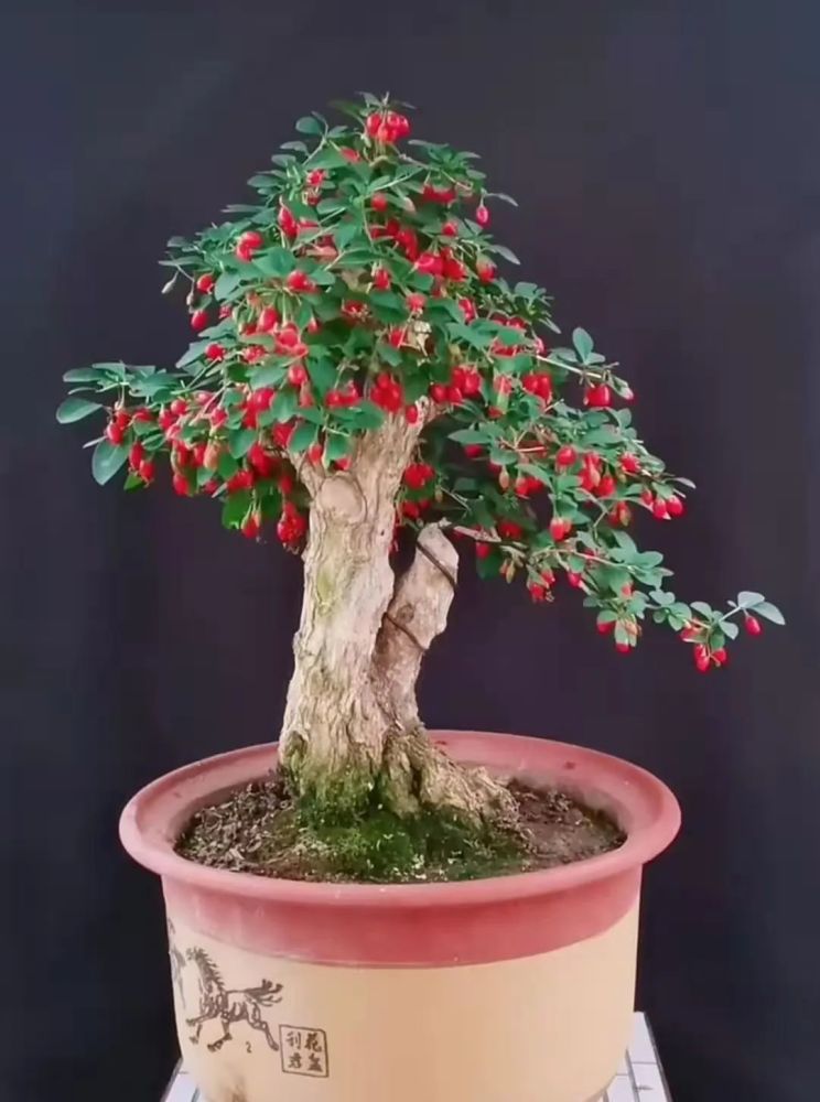 枸杞盆景 腾讯网